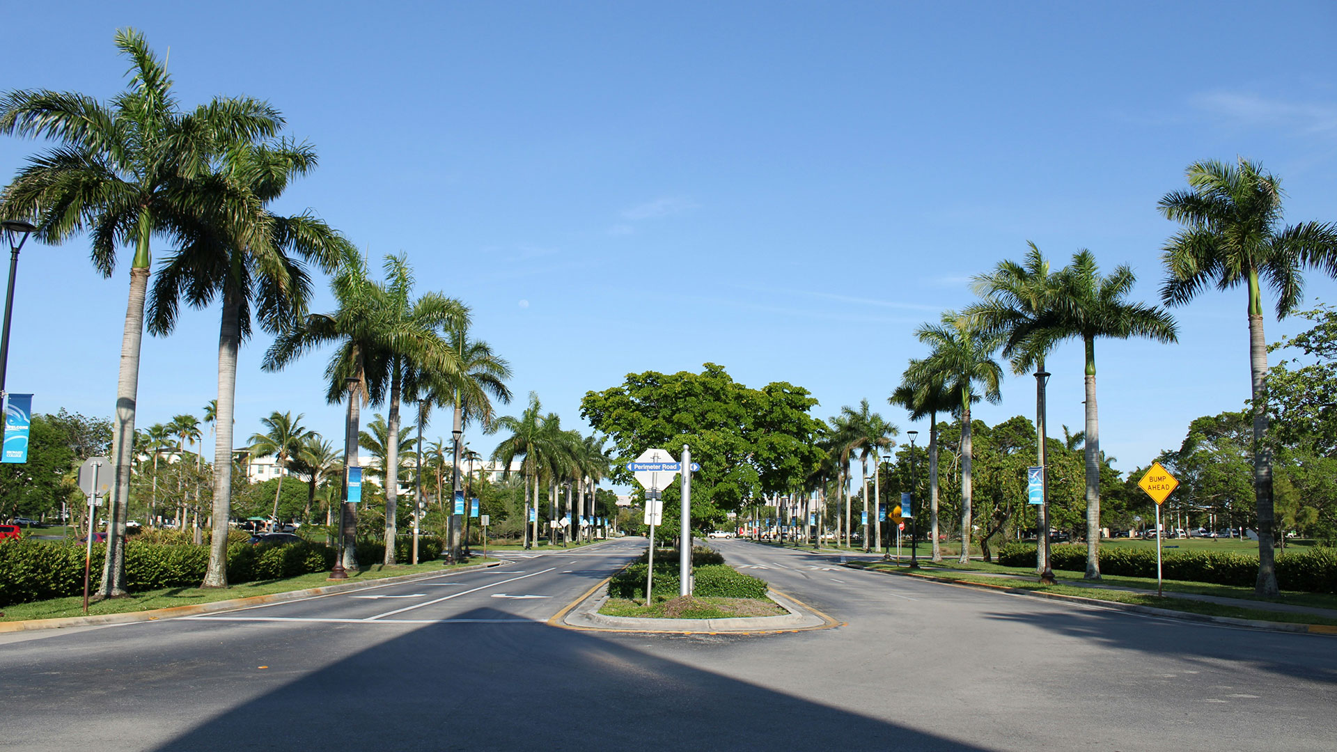 Road lined with palm trees