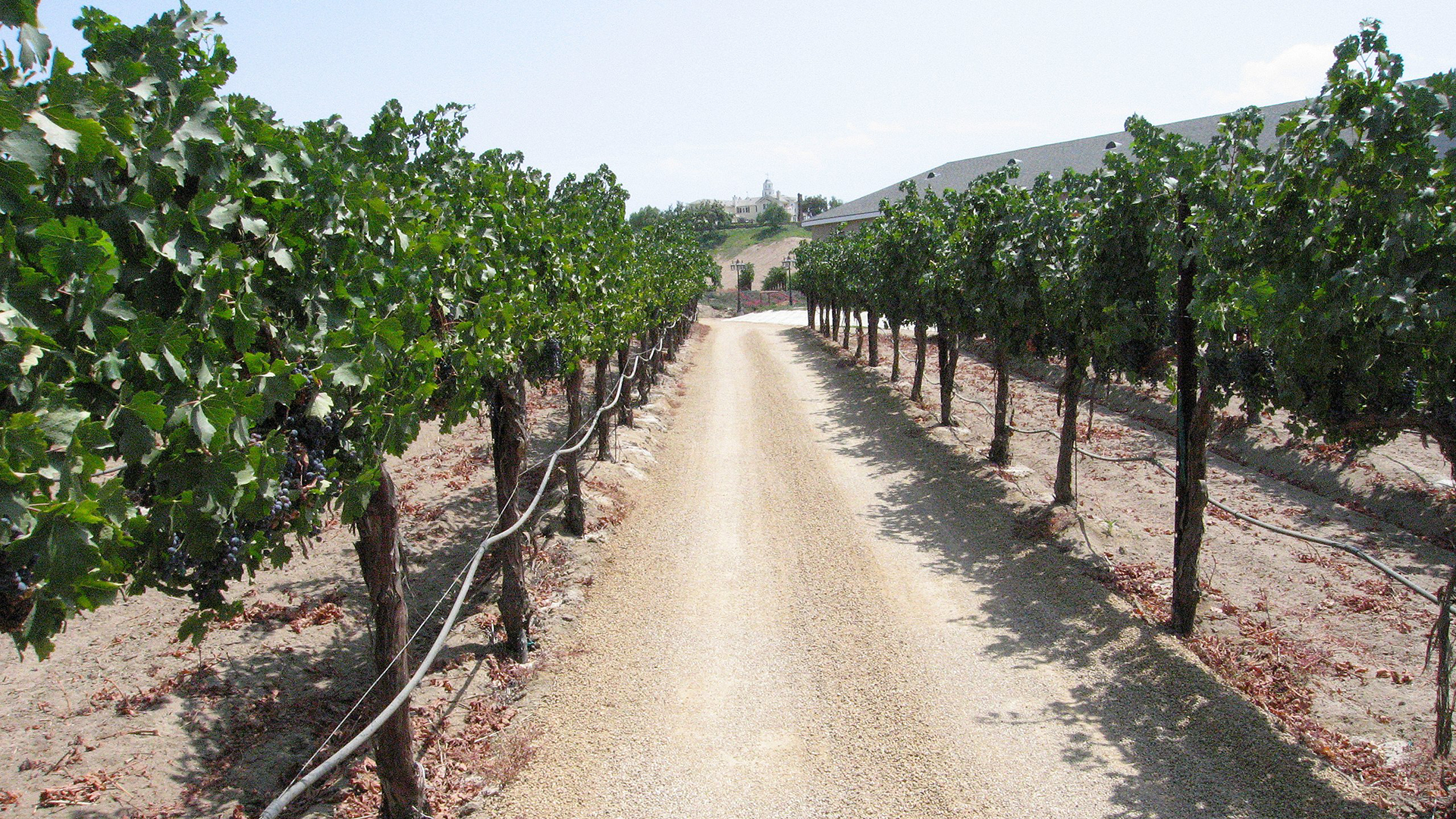 Vineyard in Temecula, CA