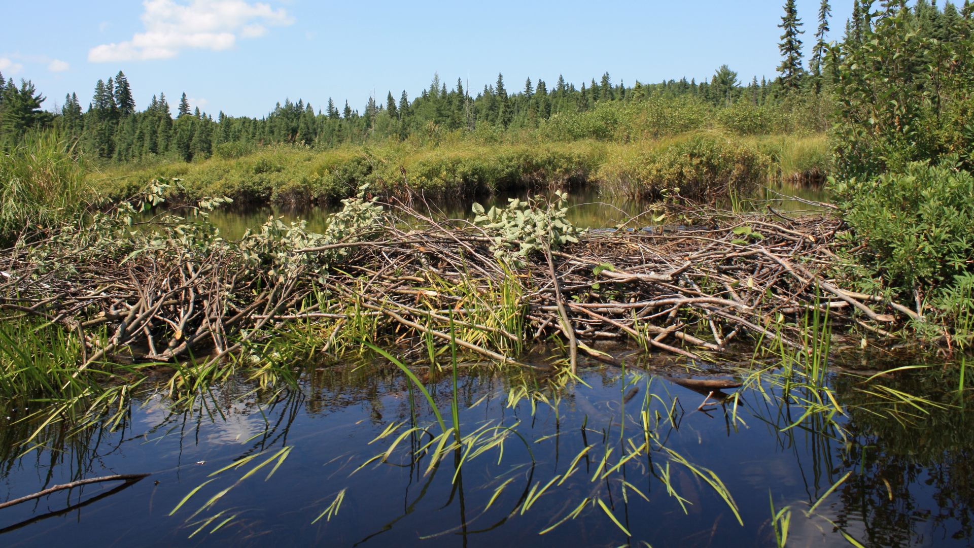 A beaver dam and pond in Algonquin Park, Canada