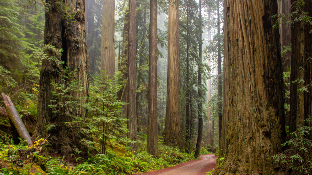 Forest of redwood trees