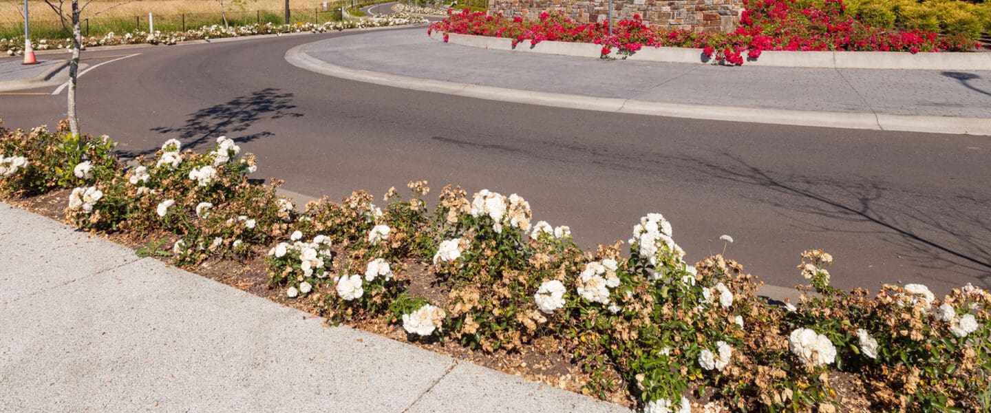 Planted barrier between sidewalk and street at roundabout