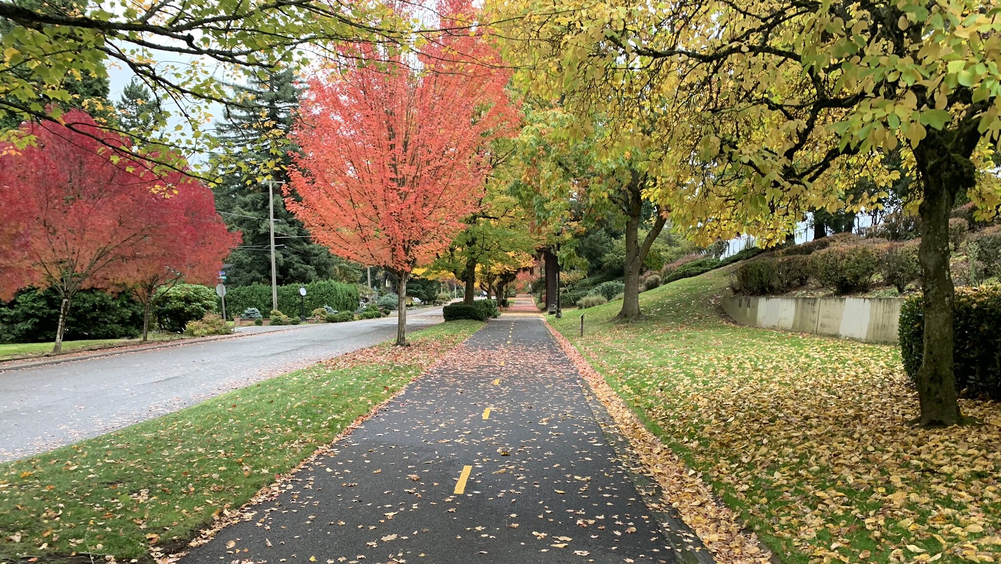Paved bike trail surrounded by fall foliage