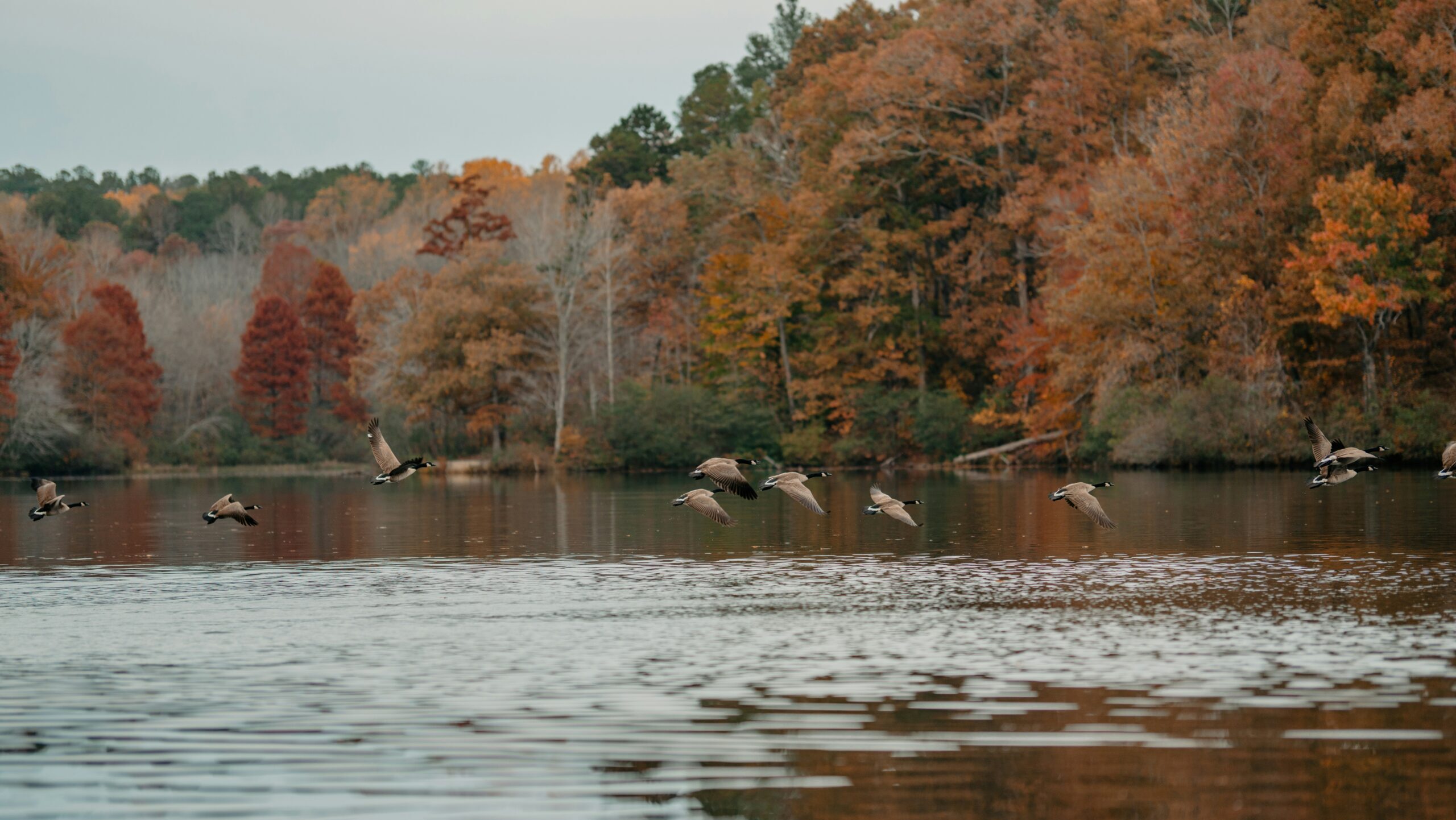 A group of ducks flying over a lake with fall foliage in the backround.