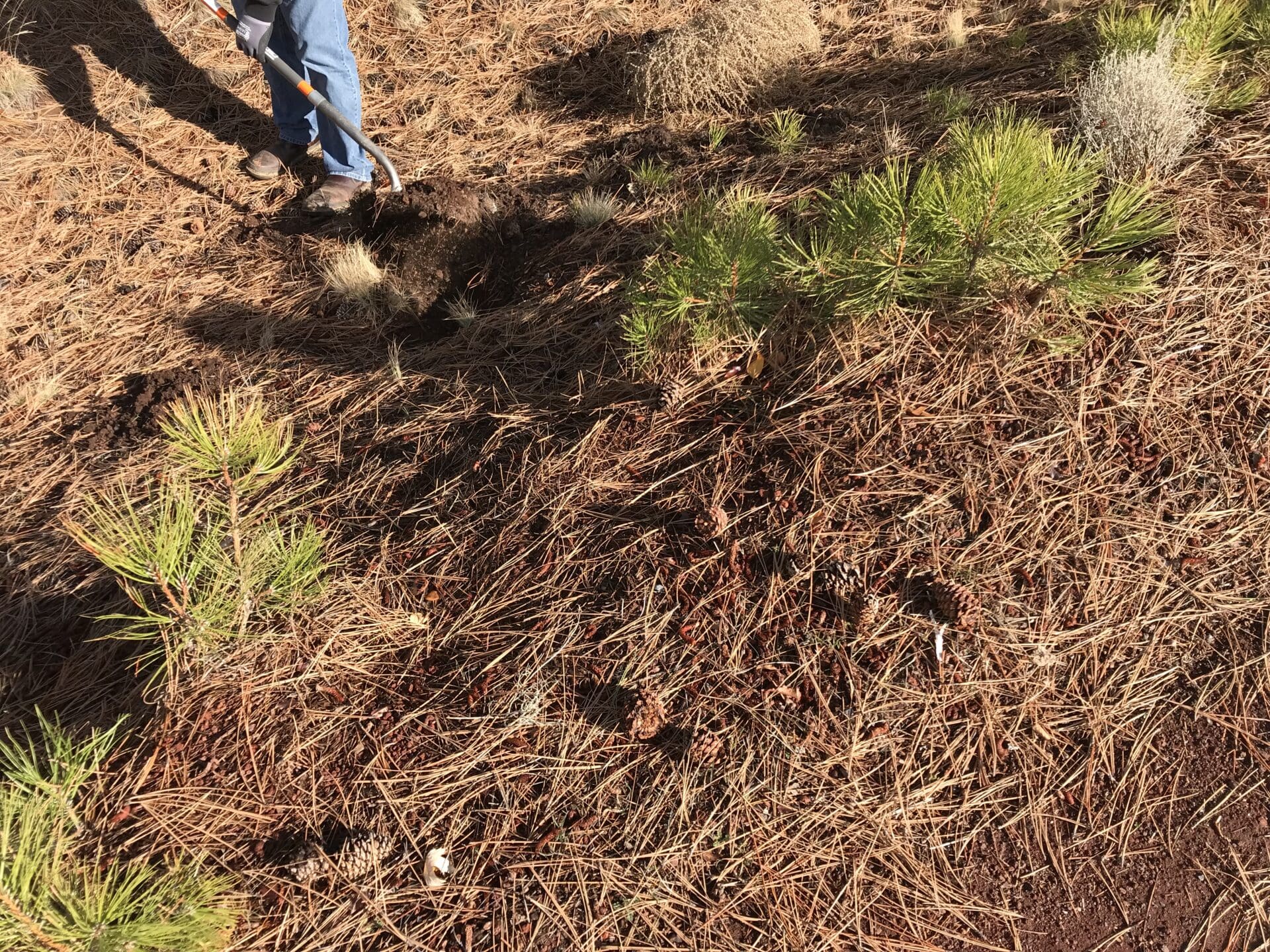 A person wearing workwear shovels a thick layer of pine needles and debris at the site.