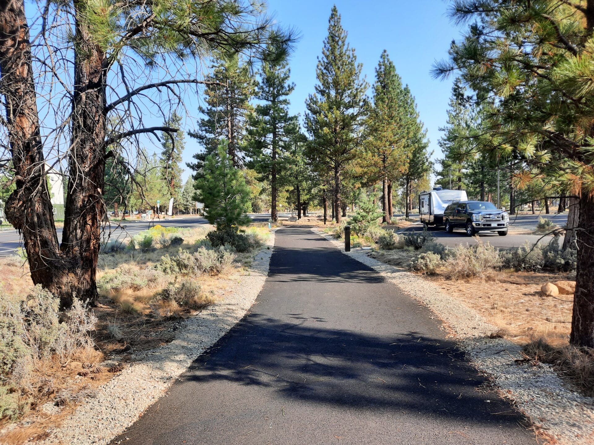 Pine trees line a paved path that winds through the new mobility hub.