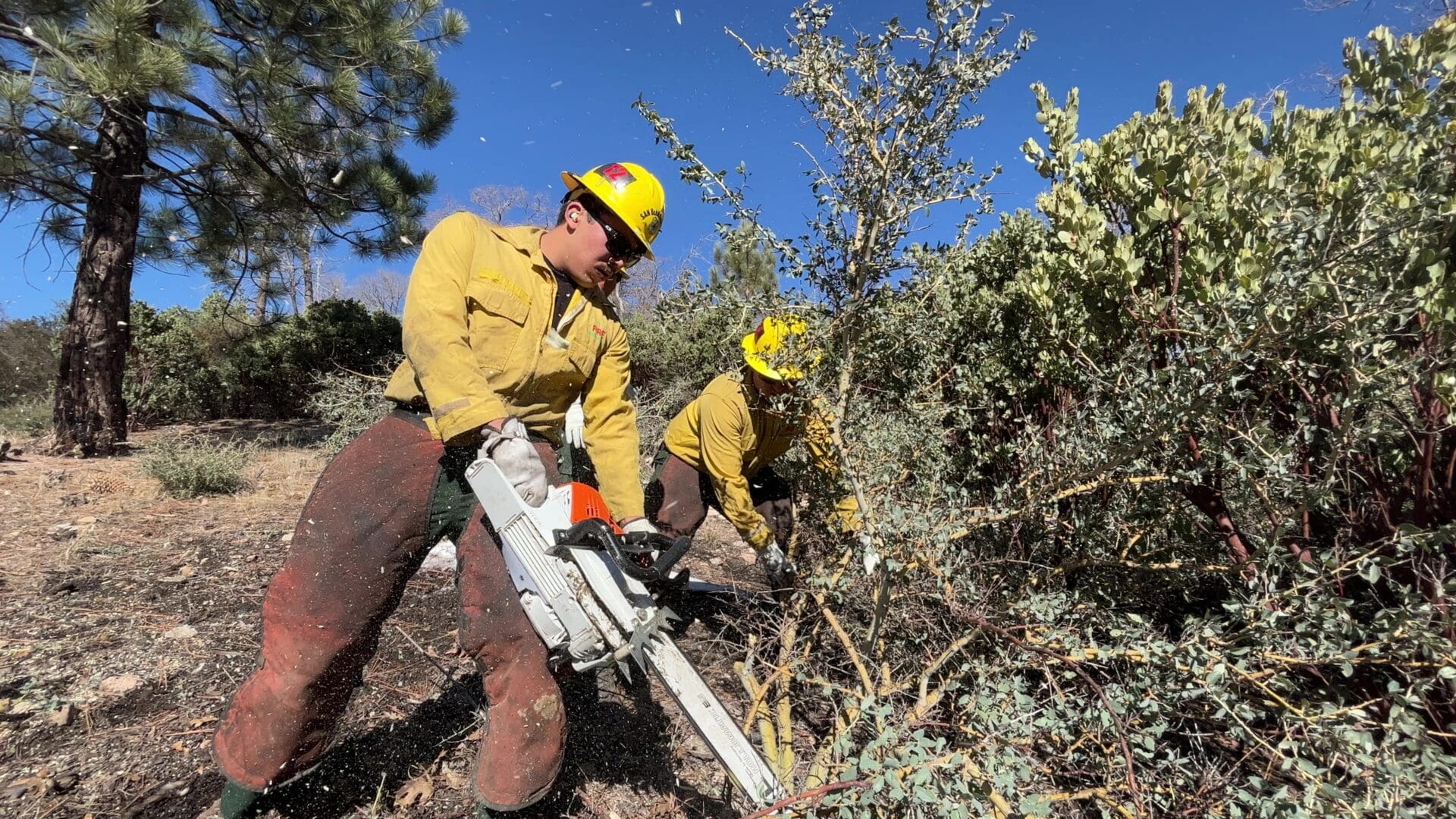 A man in protective gear with a chainsaw cuts brush in a national forest while a second man clears it away.