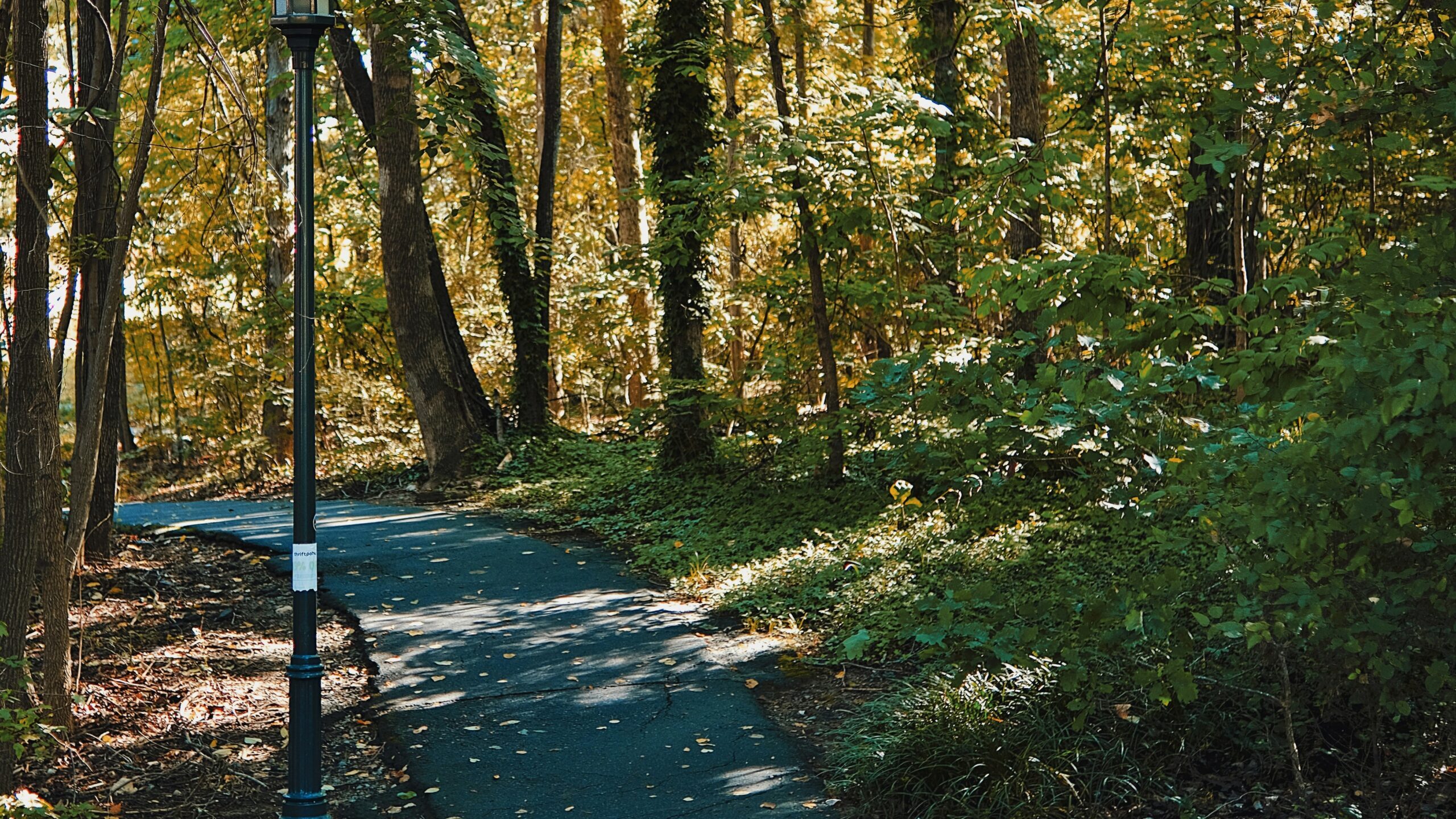A concrete path weaving through deciduous trees in the autumn afternoon.