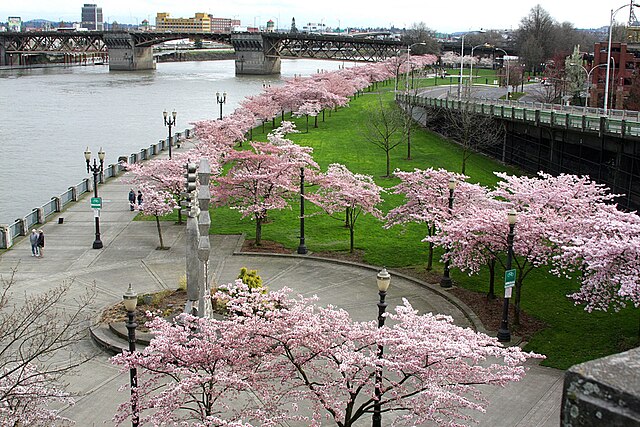 Cherry blossoms in Tom McCall Waterfront Park, Portland, Oregon